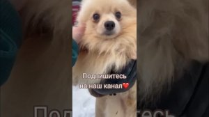 ОЧЕРЕДНОЕ ПОПОЛНЕНИЕ ПРИЮТА. СПАСЛИ СОБАК ОТ РАЗВОДЧИКОВ. ДОМИК МЕЛКАШЕЙ
