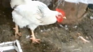 Белый петух