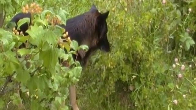 Сбор урожая крыжовника.