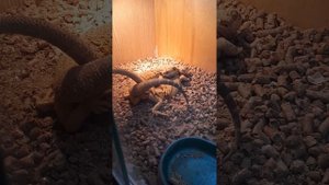 Спаривание Агам.