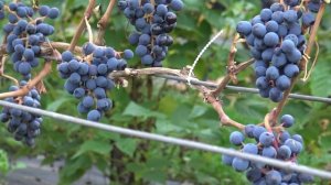 Виноград Видный