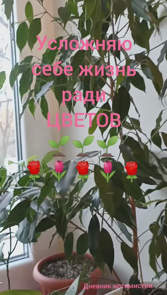 Ради цветов усложняю себе жизнь, раннее утро смотреть онлайн