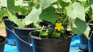 ЖИЗНЬ В АМЕРИКАНСКОЙ ДЕРЕВНЕ / ОГОРОД / ПЕРВЫЙ УРОЖАЙ