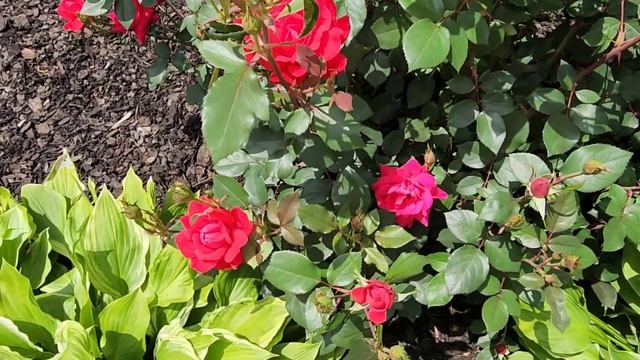 РАБОЧИЙ ДЕНЬ НАЧАЛСЯ ЧТО ЖЕ ЗА ЧУДО НА ДЕРЕВЕ ОГОРОД КУРЫ АМЕРИКА смотреть онлайн