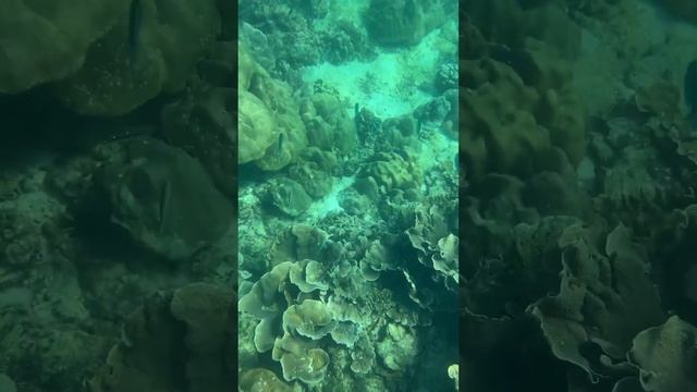 Как айфон 14 снимает под водой #сноркелинг #кораллы #тайланд #съемкаподводой