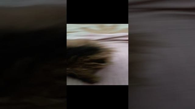 Любимый мой котик