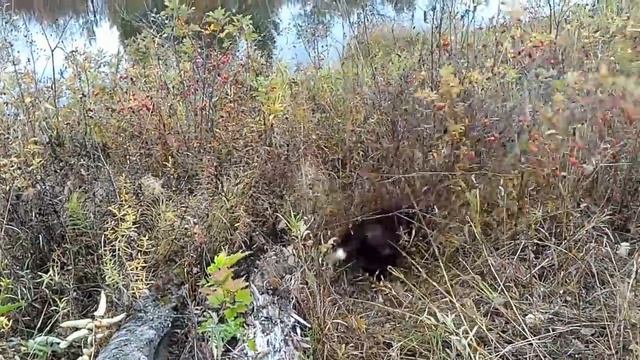 Охота. Заметки охотника #5. За уткой с русским спаниелем с подхода. Рюкзак РД-54. Hunting in russia