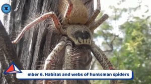 Facts About The Huntsman Spider