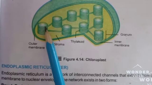 Biology Class 9 chapter #4 plastids part 1