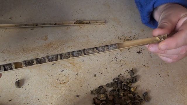 Унікальний запилювач - осмія. смотреть онлайн