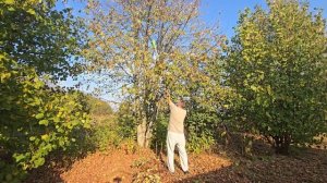 Сравнение аккумуляторных высоторезов Greenworks G40PSF и GD60PST25: 40V против 60V – какой выбрать?