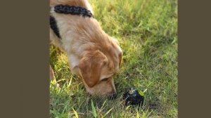 Youpin игрушки для собак игрушка забавный интерактивный эластичный ша