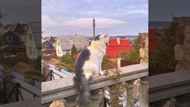 Барсик кот смотреть онлайн