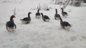 Чего переживать из-за лисы🦊 она максимум одного гуся🪿 утащит! Отвечаю на комментарии 💬 🤔