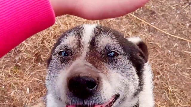 Vlog: ,, Убираемся в огороде". смотреть онлайн