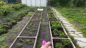 Про вкусный чай и дорожки из камня. Подкармливаю клубнику органикой