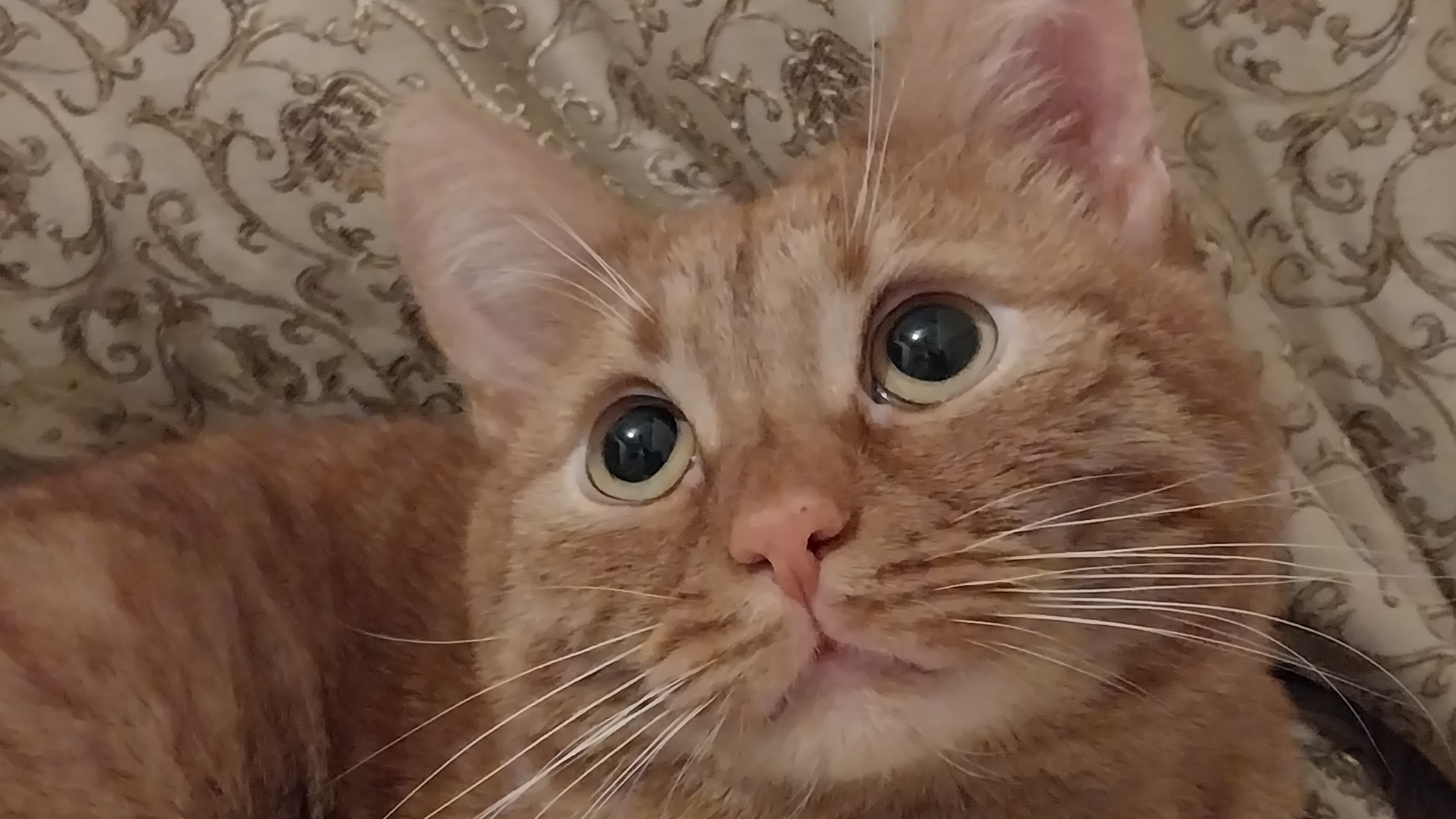 Классное видео о рыжем коте.