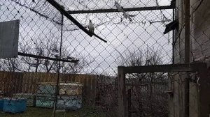 Бойные голуби в вольере!