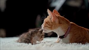 За счастьем  /  For happiness