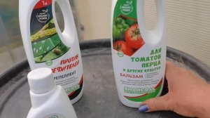 Останусь без томатов и перцев в этом году. Сглазила или сожгла? Включила реанимацию