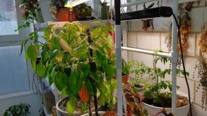 Пока еще хрустим и наслаждаемся. Лучше одна мощная, чем пять слабых.