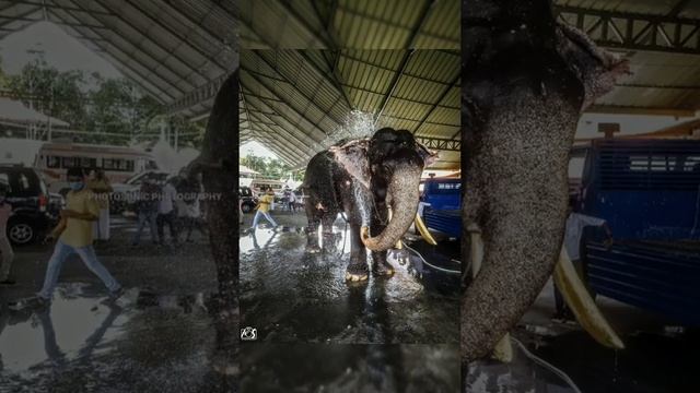 Aanapremi | aana photography | kerala elephant photography | ആന photography