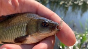 Карась в луже (повтор)