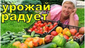 УРОЖАЙ отличный, лето не подвело. Обзор огорода на 15 августа (1)