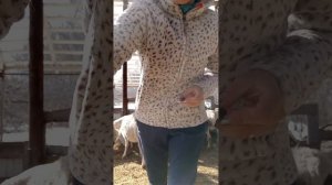 седимин(железо) ягнятам как колю#витамины🐑🐑🐑🐑🐑🐑🐑👌👌👌👌👍👍👍👍