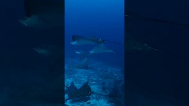 Eagle ray. Amazing sea creature in Maldives ocean life!!