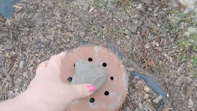 Я не жалуюсь на зимовку роз. Розы из ОБИ подкачали. Необычное кашпо для штамбовых роз