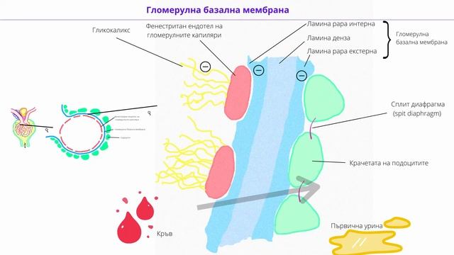 ГЛОМЕРУЛНА ФИЛТРАЦИЯ I ПЪРВИЧНА УРИНА I НЕФРОН I БЪБРЕЧНО ТЕЛЦЕ I ПРИМКА НА ХЕНЛЕ I ГЛОМЕРУЛ