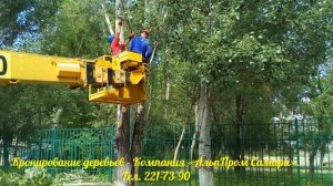 Кронирование деревьев альпинистами.