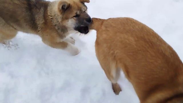 малинуа Вольник и новая игрушка, азарт бельгийской овчарки смотреть онлайн