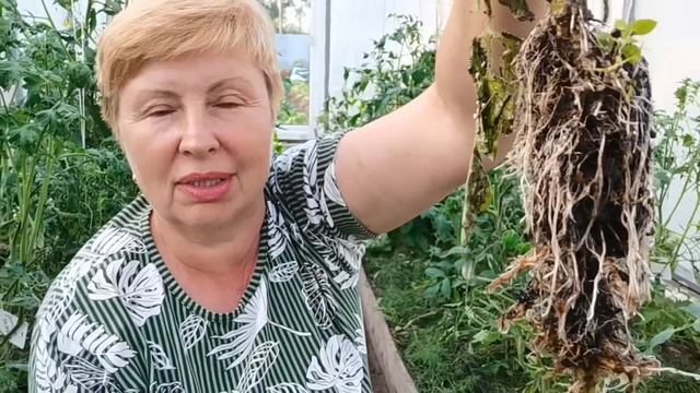 Что происходит с  моими томатами? Как нахожу решение проблеме?