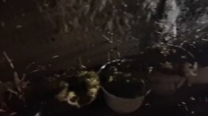 ПРЕТЕНЗИИ по зимовке растений не принимаю! Соблюдайте условия. Когда будем доставать?