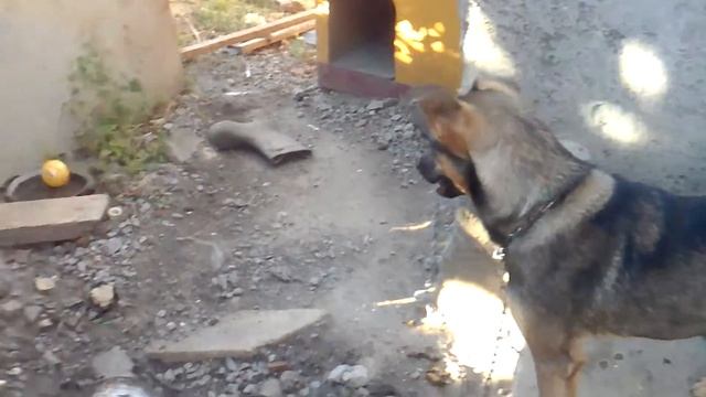 Моя собака дружок смотреть онлайн