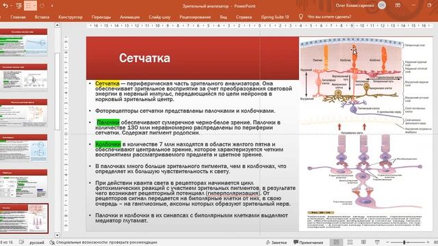 Зрительный анализатор