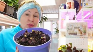 Останусь без Фуксий? Проверяла зимовку гортензий, роз, фуксий в теплице и погребе
