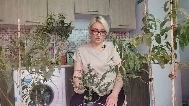 РАЗНИЦА в сортах эвкалипта Радужного (Eucalyptus deglupta)  и Лимонного ( Corymbia citriodora)