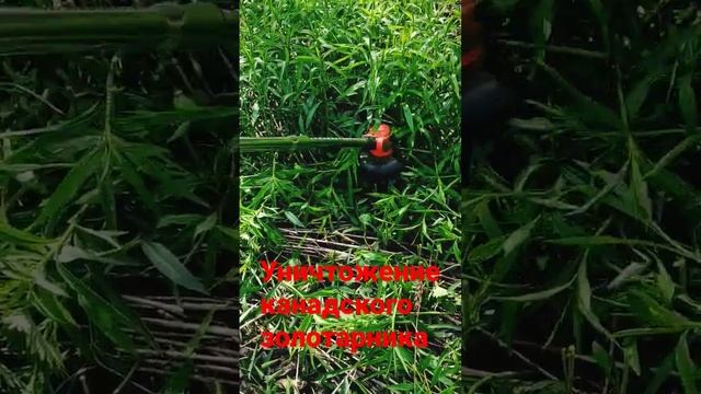 Уничтожение канадского золотарника