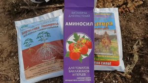 Высадила томаты, а сегодня снег и мороз. Как спасать рассаду?