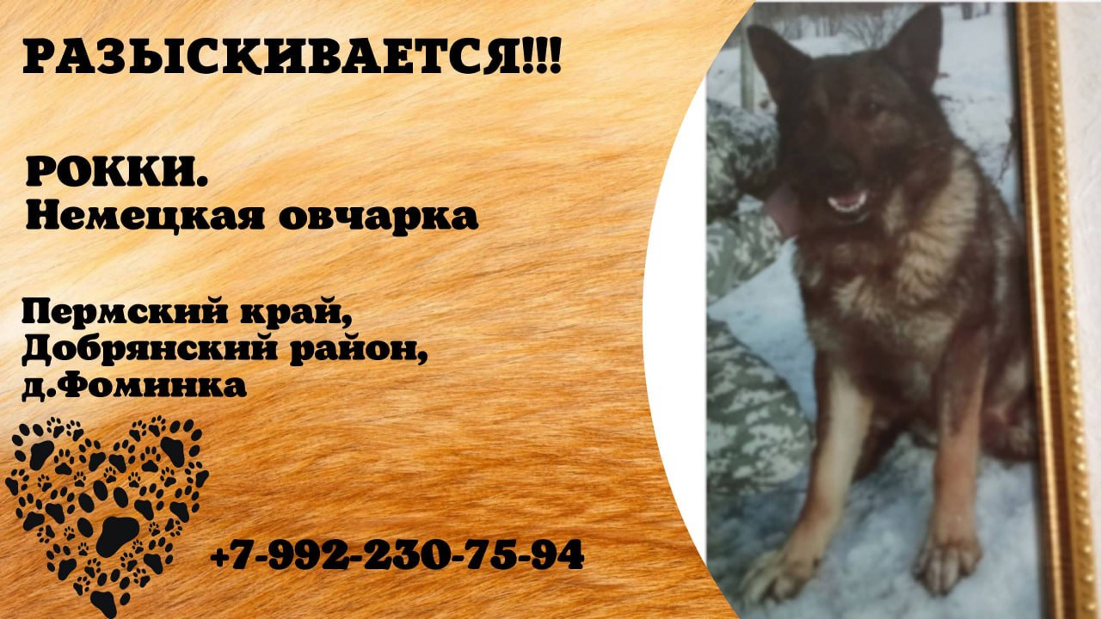 Пропала собака! РОККИ. Немецкая овчарка. Пермский край, Добрянский р-н, д. Фоминка