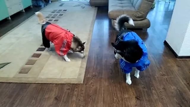 Мои модные девчонки!!!! Смешные хаски!!! Хасюшки девчушки Тася и Эмма!!!!!