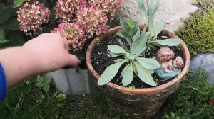 ЦВЕТЫ  в кашпо, сажать которые НЕ БУДУ в следующем сезоне