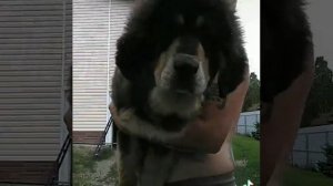 Тибетский мастиф 5 месяцев