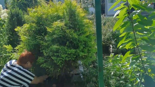 Первый раз наняла работника в сад. Польза большая