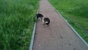 Коты орут