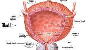 Сазонов С.В. 42. Мочевой пузырь