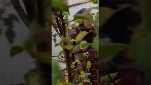 Осенняя обрезка деревьев_ советы эксперта смотреть онлайн